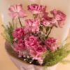 Picture of Savanna Mom Roses