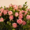 Picture of Graduation Baby Rose Pink Flowers