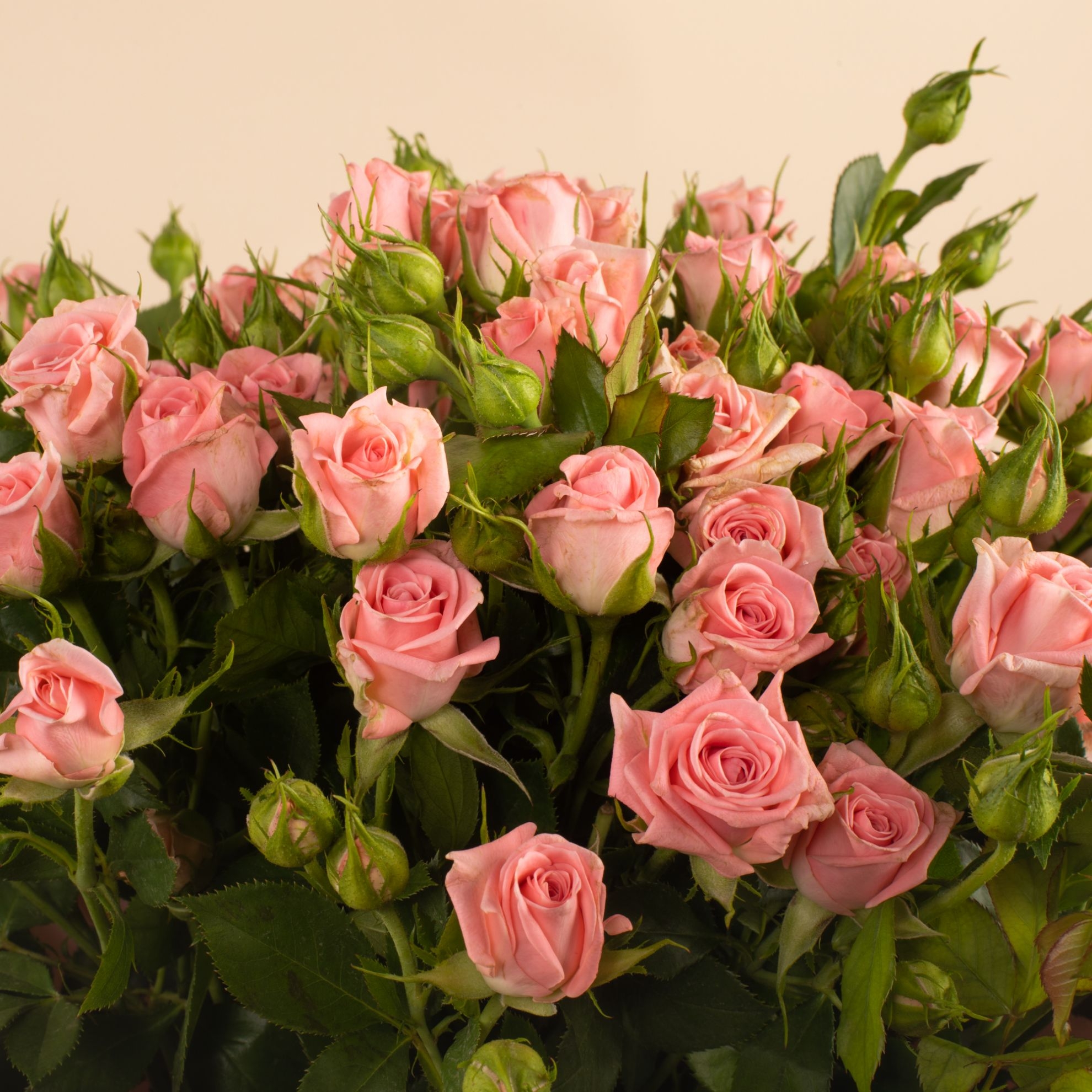 Picture of Graduation Baby Rose Pink Flowers