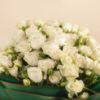 Picture of Graduation Baby Rose White Flowers