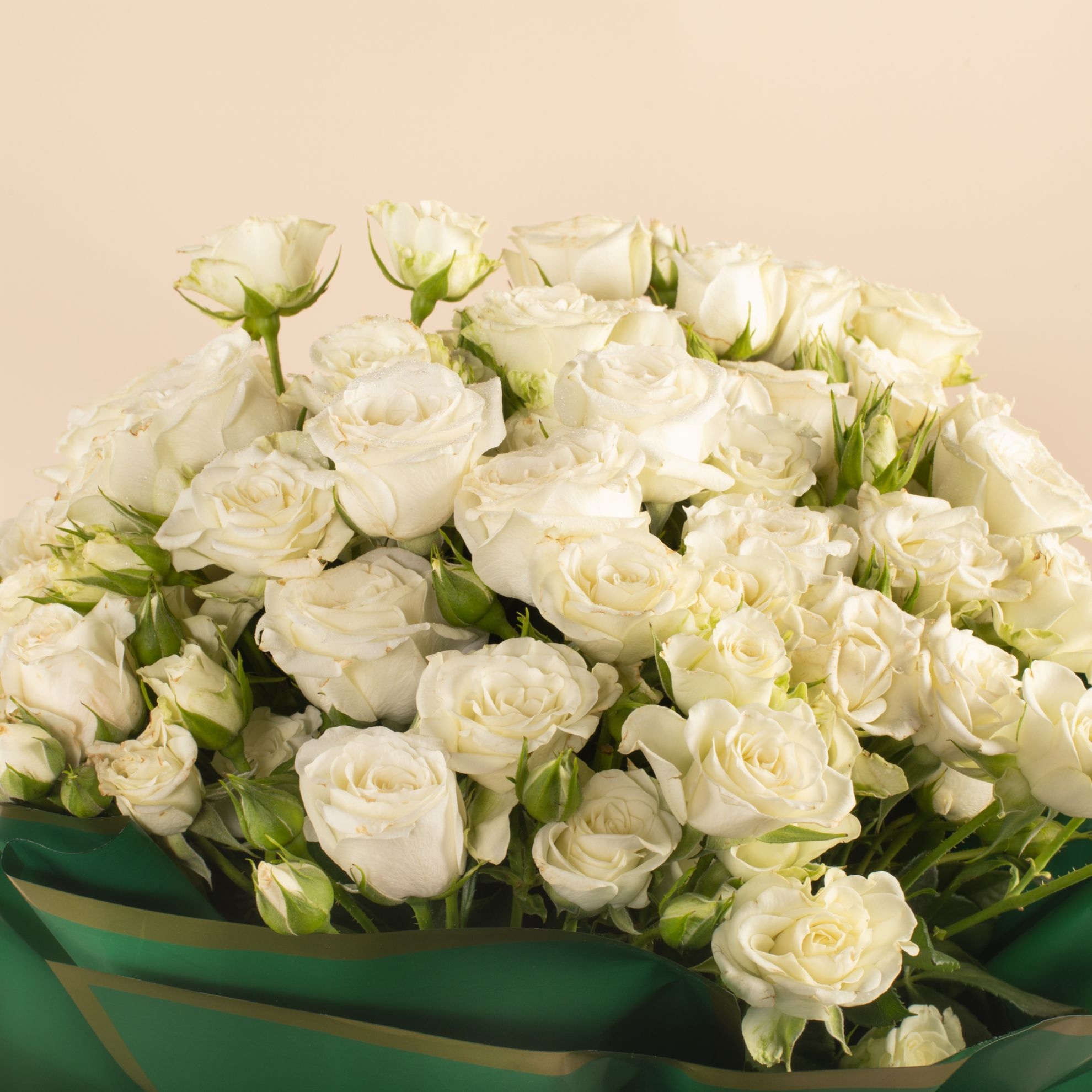 Picture of Graduation Baby Rose White Flowers