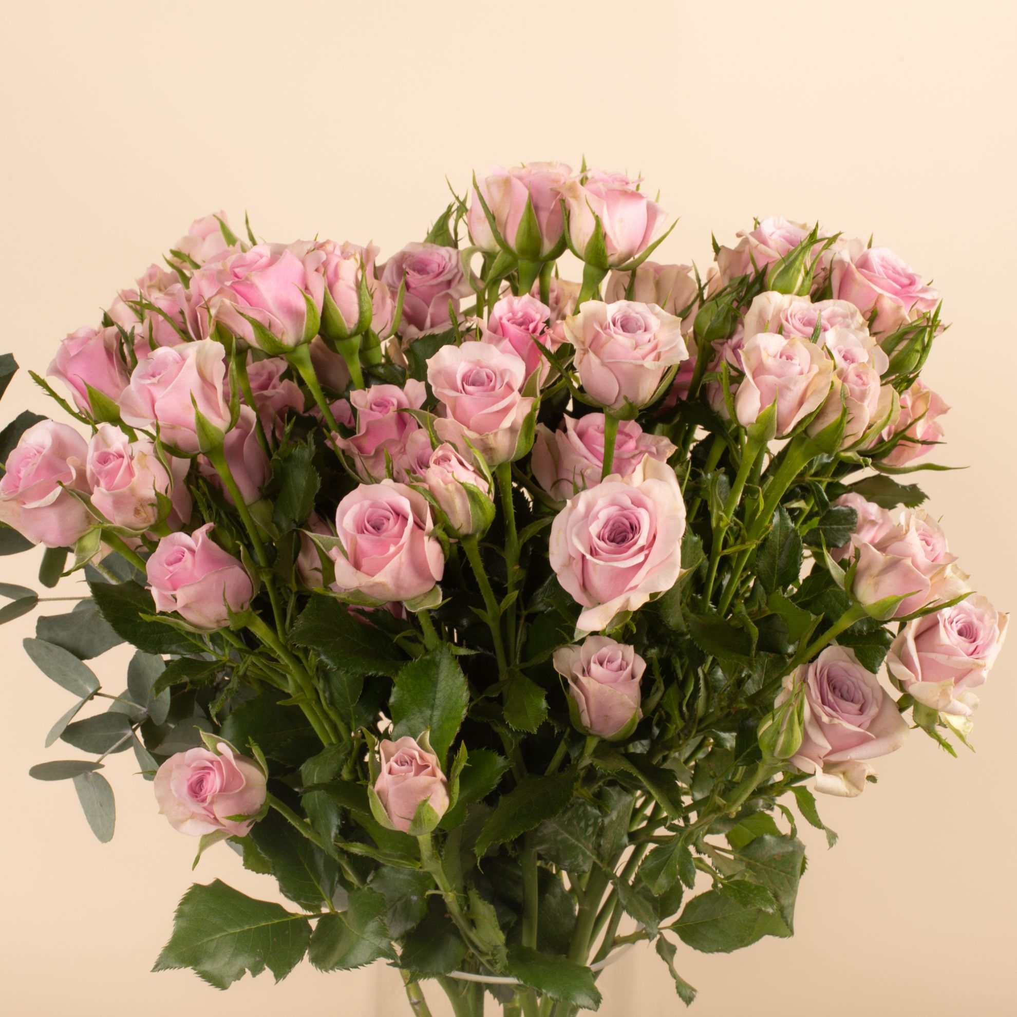 Picture of Graduation vase |Baby Rose Purple