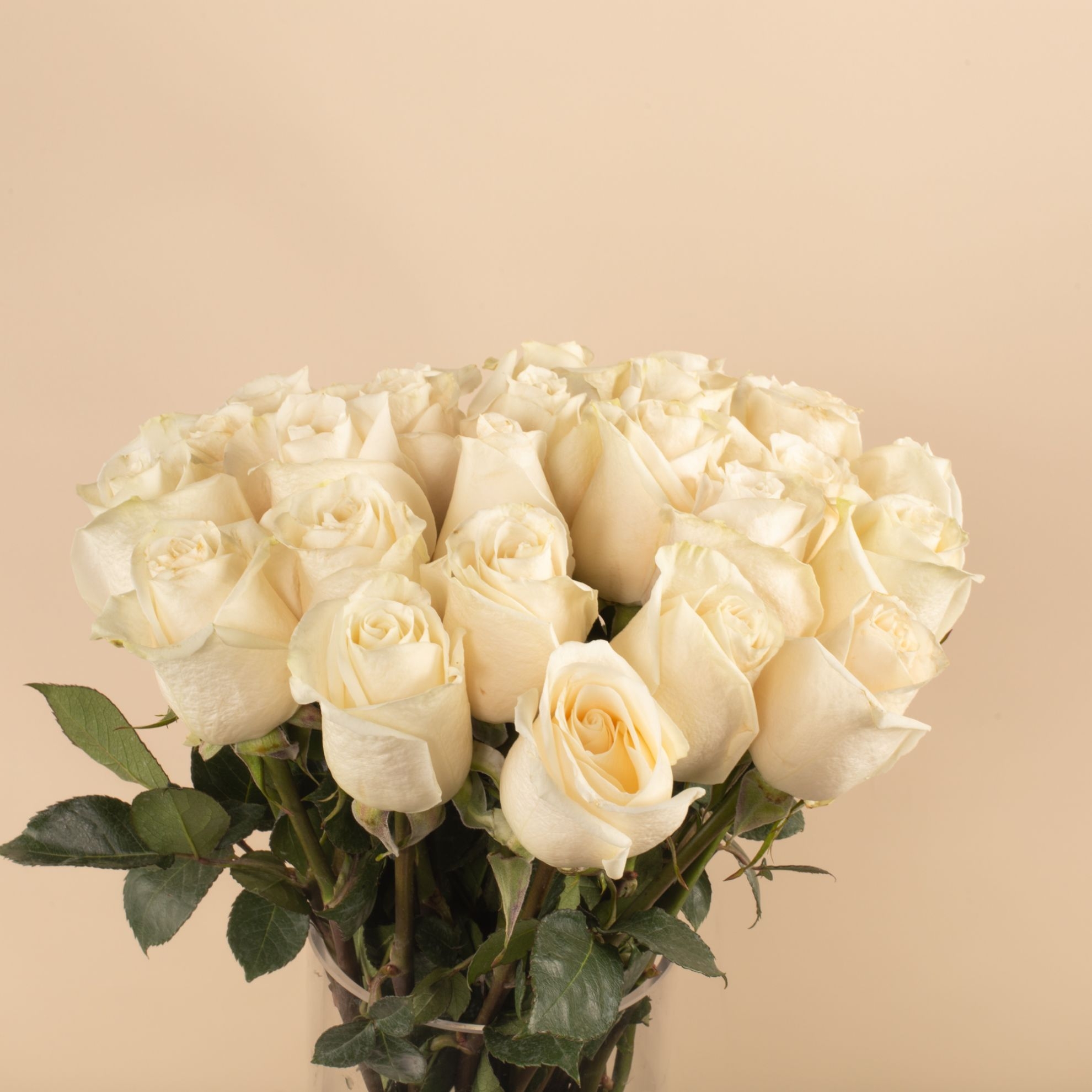 Picture of Graduation Vase | White roses
