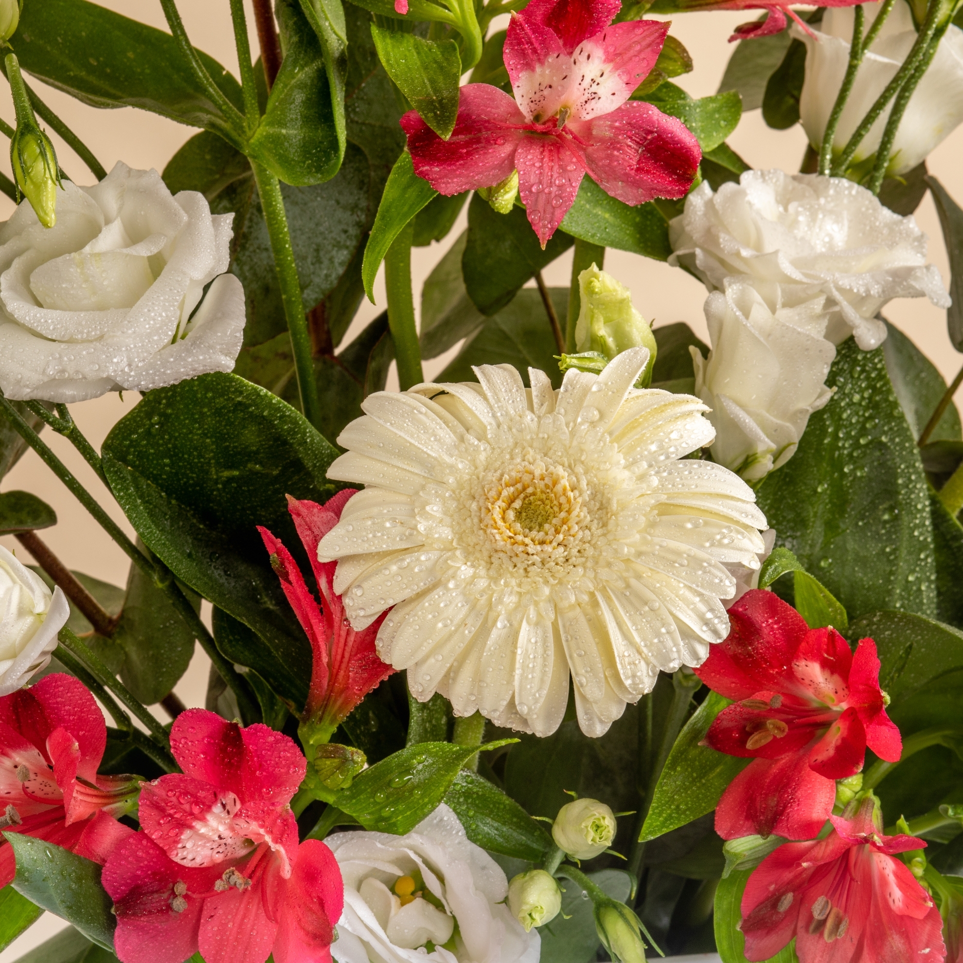 Picture of Savanna Flowers Eid