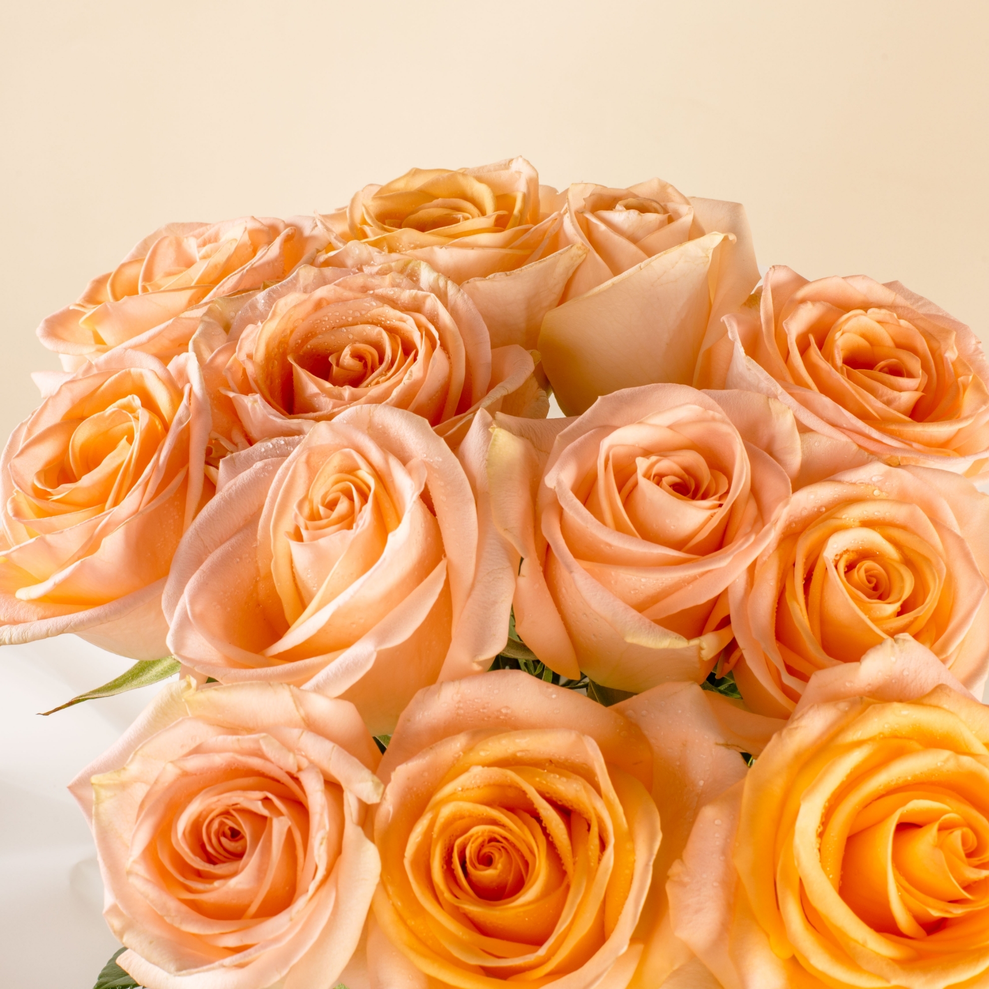 Picture of 12 Peach Roses